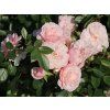 Stromková růže 'Alina Starlet Rose®'  Rosa 'Alina Starlet Rose®'