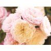 Stromková růže 'Alina Starlet Rose®'  Rosa 'Alina Starlet Rose®'