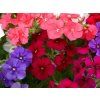 Achimenes - Mix  Achimenes