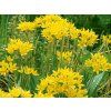 Česnek zlatožlutý - Allium moly  Allium moly