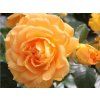 Stromková růže 'Goldelse®'  Rosa 'Goldelse®'