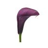 Kala 'Accent®'  Calla 'Accent®'