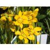 Sisyrinchium macrocarpum (1)
