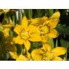 Sisyrinchium macrocarpum (2)