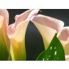 Kala 'Captain Marrero'  Calla 'Captain Marrero'