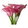 Kala 'Zazu®'  Calla 'Zazu®'