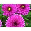Jiřina 'Claudette'  Dahlia 'Claudette'