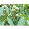 Ořešák královský 'Tulare'  Juglans regia 'Tulare'