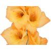 Mečík 'Ovation'  Gladiolus 'Ovation'