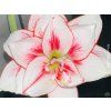Amarylis 'Elvas®'  Hippeastrum Double Galaxy 'Elvas®'