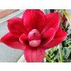 Amarylis 'Pink Symphony'  Hippeastrum DOUBLE GALAXY 'Pink Symphony'