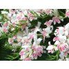 Mečík drobnokvětý 'Prins Claus'  Gladiolus nanus 'Prins Claus'