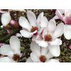 Šácholán obnažený 'Purpurascens'  Magnolia denudata 'Purpurascens'