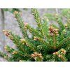 Smrk východní 'Eddie Rezek'  Picea orientalis 'Eddie Rezek'