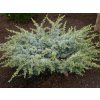 Cedr atlantský 'Sapphire Nymph'  Cedrus atlantica 'Sapphire Nymph'