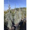 Cedr libanonský 'Blue Fountain'  Cedrus libani 'Blue Fountain'