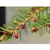Smrk ztepilý 'Rubra Spicata'  Picea abies 'Rubra Spicata'