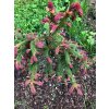 Smrk ztepilý 'Rubra Spicata'  Picea abies 'Rubra Spicata'