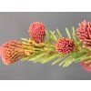 Smrk ztepilý 'Rubra Spicata'  Picea abies 'Rubra Spicata'