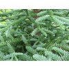Jedle vznešená 'Rat Tail'  Abies procera 'Rat Tail'