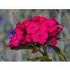 Dianthus barbatus 'Barbarini® F1 Rose'
