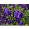 Campanula hybrid 'Sarastro'