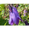Zvonek hybrid 'Sarastro' - Campanula hybrid 'Sarastro'  Campanula hybrid 'Sarastro'