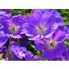 Kakost himalájský - Geranium himalayense  Geranium himalayense