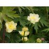 Trollius x cultorum 'Cheddar' (2)