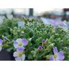 Tařička gracilis 'Regado Blue White Bicolour' - Aubrieta gracilis  'Regado Blue White Bicolour'  Aubrieta gracilis 'Regado Blue White Bicolour'