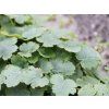 Dlužicha 'Schneewittchen' - Heuchera 'Schneewittchen'  Heuchera 'Schneewittchen'