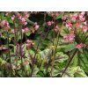 Dlužicha 'Tapestry' - Heuchera 'Tapestry'  Heuchera 'Tapestry'
