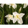 Kosatec Kaempferův 'White Ladies' - Iris kaempferii 'White Ladies'  Iris kaempferii'White Ladies'