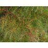 Kryptomerie japonská 'Elegans'  Cryptomeria japonica 'Elegans Viridis'