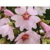 Slézovec 'Baby Barnsley' - Lavatera 'Baby Barnsley'  Lavatera 'Baby Barnsley'
