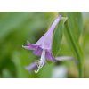Bohyška clausa var normalis  Hosta clausa var normalis