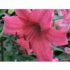 Lilie tygrovaná 'Pink Flight' - Lilium tigrinum 'Pink Flight'  Lilium tigrinum 'Pink Flight'