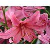 Lilie tygrovaná 'Pink Flight' - Lilium tigrinum 'Pink Flight'  Lilium tigrinum 'Pink Flight'