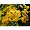 Lilie tygří 'Yellow Bruse' - Lilium tigrinum 'Yellow Bruse'  Lilium tigrinum