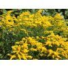 Zlatobýl x hybr. 'Strahlenkrone' - Solidago x hybr. 'Strahlenkrone'  Solidago x hybr. 'Strahlenkrone'