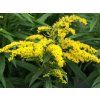 Zlatobýl x hybr. 'Strahlenkrone' - Solidago x hybr. 'Strahlenkrone'  Solidago x hybr. 'Strahlenkrone'