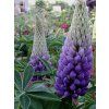 Lupina mnoholistá 'Persian Slipper' - Lupinus polyphyllus 'Persian Slipper'  Lupinus polyphyllus 'Persian Slipper'