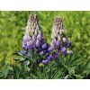 Lupina mnoholistá 'Persian Slipper' - Lupinus polyphyllus 'Persian Slipper'  Lupinus polyphyllus 'Persian Slipper'