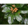 Hloh Lavallův 'Carrierei'  Crataegus x lavalleei 'Carrierei'