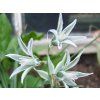 Snědek nící - Ornithogalum nutans  Ornithogalum nutans