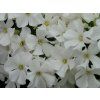 Plaménka latnatá 'Early® White' - Phlox paniculata 'Early® White'  Phlox paniculata 'Early White'