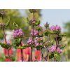 Phlomis tuberosa 'Amazone' (1)