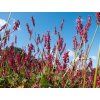 Rdesno objímavé 'Fat Domino' - Polygonum amplexicaule 'Fat Domino'  Polygonum amplexicaule 'Fat Domino'