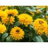 Třapatka (Rudbékie) srstnatá 'Littlebeckia Ballerina'- Rudbeckia 'Littlebeckia Ballerina  Rudbeckia hirta 'Littlebeckia Ballerina'