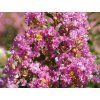 Lagerstroémie 'Viola'  Lagerstroemia indica 'Viola'